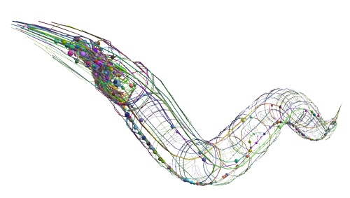 Worm neural structure